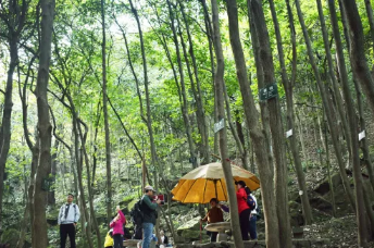 重陽(yáng)登高丨和爸媽一起參加森林打卡趣味挑戰(zhàn)！優(yōu)惠報(bào)名！