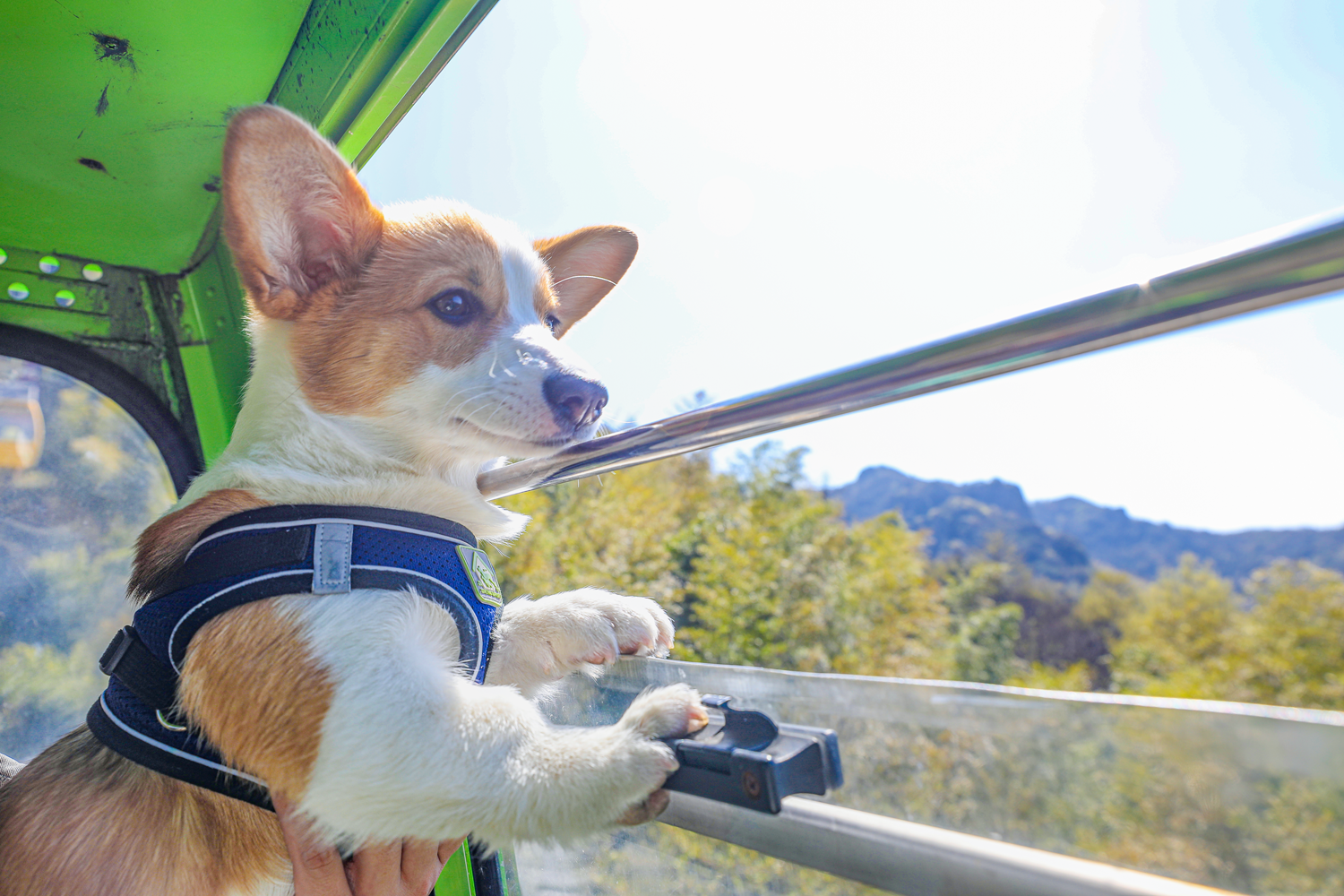 馬仁奇峰第一屆萌犬登山節(jié)，有狗狗的游客有福啦！