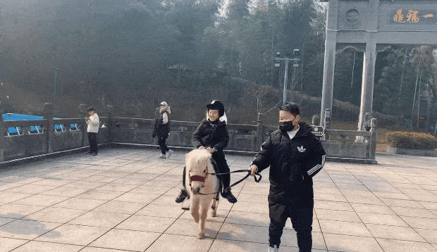 特價！馬仁周末親子游，爸媽騎車天上飛，萌寶遛馬地上跑！
